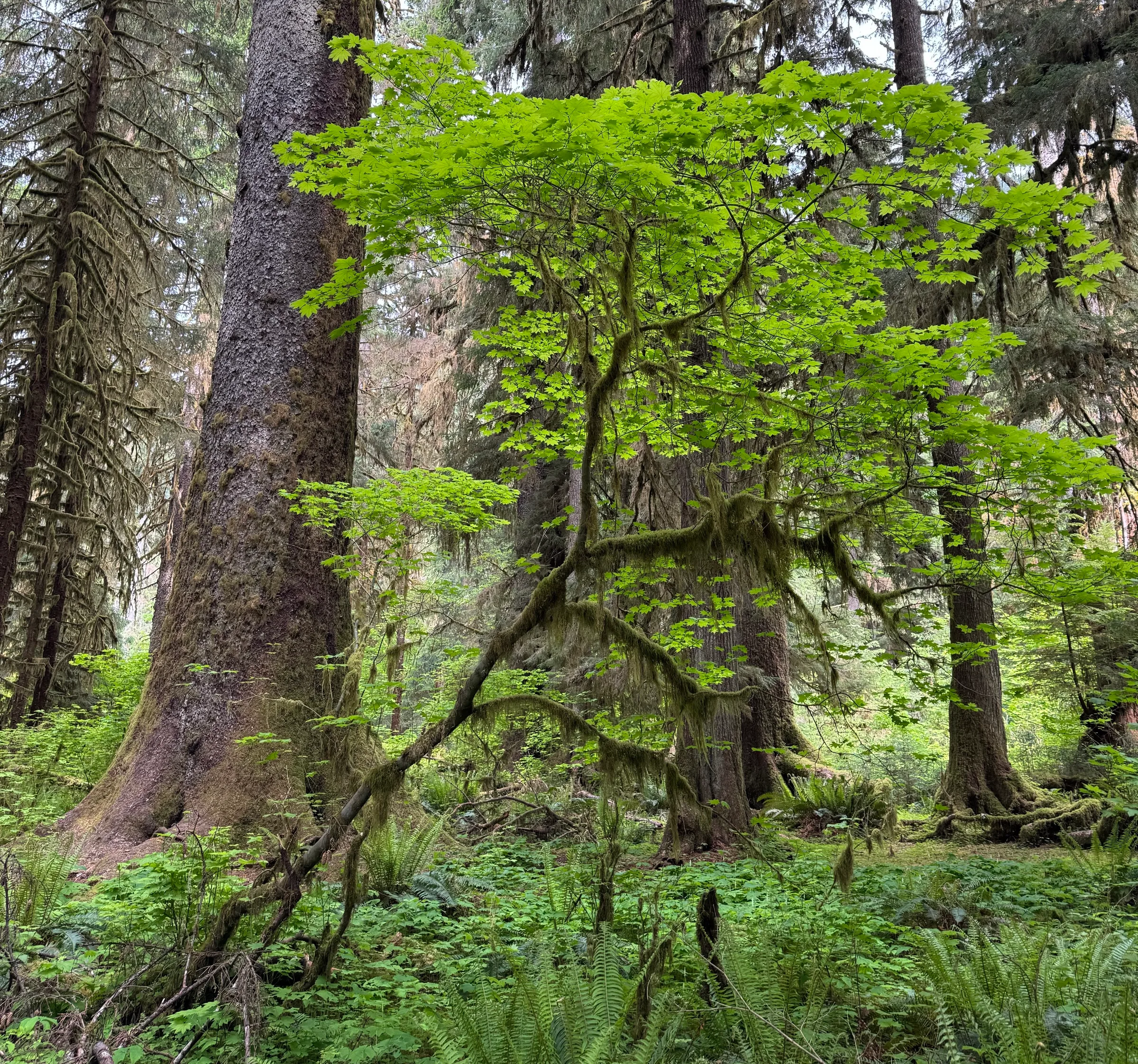 A photo of a vine maple in the understory in Olympic National Forest